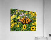 Monarch & Black Eyed Susan Impression acrylique