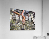 Redback Salamander Acrylic Print