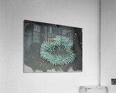 Sea Anemone Acrylic Print