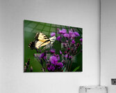 Swallowtail On Ironweed Acrylic Print