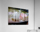 Trout Operculum Acrylic Print
