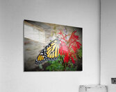Monarch On Cardinal Flower Acrylic Print