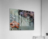 Tidal Pool 3 Acrylic Print