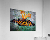 Monarch Female Acrylic Print