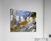 Trout Dorsal Fin Acrylic Print