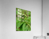Fiddlehead 1 Acrylic Print