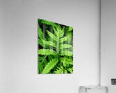 Sensitive Fern Acrylic Print