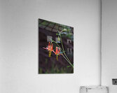 Columbine Acrylic Print
