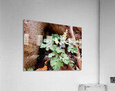 Dutchmans Breeches Acrylic Print