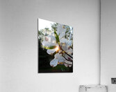 White Dogwood At Sunset Acrylic Print