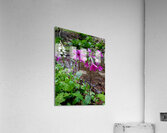 Creeping Phlox Streamside Acrylic Print