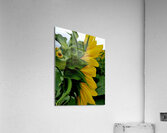 Sunflower Portrait Acrylic Print