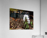 Spring Beauties Acrylic Print