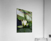 Water Lily Acrylic Print