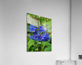 Virginia Bluebells Acrylic Print