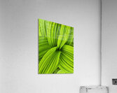 False Hellebore Acrylic Print