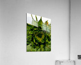 Sunflower Bud Acrylic Print