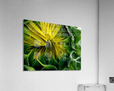 Sunflower Bud Acrylic Print