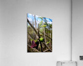 Paw Paw Flower Acrylic Print