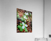 White Trillium Column Acrylic Print