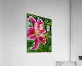 Stargazer Lily Acrylic Print