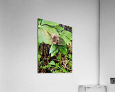 Walnut Head Acrylic Print