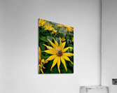 Bumblebee On Helianthus Acrylic Print