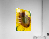Sunflower Left Acrylic Print
