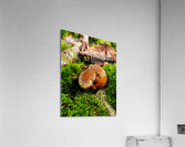 Snoring Fungus Acrylic Print