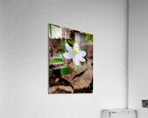 Rue Anemone Acrylic Print
