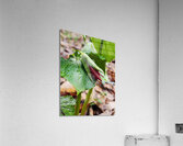 Red Trillium Bud Acrylic Print