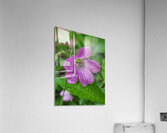 Wild Geranium Acrylic Print