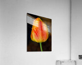 Stunning Tulip Acrylic Print
