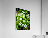 Bunchberry Acrylic Print