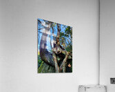 Muppet Tree 1 Acrylic Print