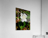 Double White Trillium Acrylic Print