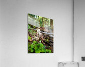 Foamflower Streamside Acrylic Print