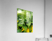 Sunflower Sepals Acrylic Print