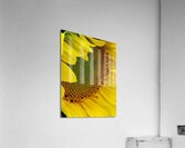 Sunflower Right Acrylic Print