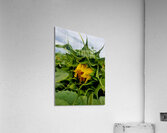 Sunflower Beak Acrylic Print