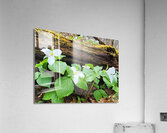 White Trillium Line Acrylic Print