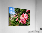 Salmon Peony Row Acrylic Print