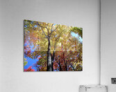 Golden Tree Horizontal Acrylic Print