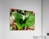 White Trillium Bud 2 Acrylic Print