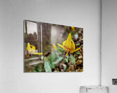 Trout Lilies Acrylic Print