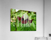 Red Trillium Nodding Acrylic Print
