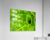 Skunk Cabbage Acrylic Print