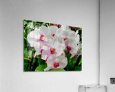 Orchid Cluster Acrylic Print
