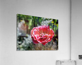 Variegated Poppy Acrylic Print
