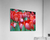 Red Tulips Acrylic Print